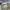 CARGO PANTS CANVAS Y2K BAGGY GROVE BROKEN WHITE photo 6
