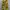 army cargo yellow photo 1