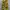 Army Cargo Yellow