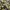 army cargo yellow photo 3