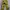 army cargo yellow photo 2