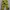 Army Cargo Yellow