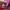 Sepatu Air Jordan Retro 11 Low Pink Snake Skin photo 8