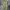 SPAO Cargo Nylon Pants