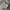 SPAO Cargo Nylon Pants