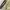Catokan Curly photo 1