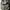 Gianu Gracio pendek photo 1