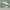 VANS Skater Indie Pria green photo 2