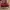 Tory burch ines espadrille  original photo 5