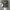 Trump 2020 Realtree Camo photo 2
