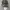 WMI Realtree Camo photo 2