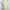 DISNEY green floral babydoll tanktop bra  photo 3