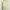 DISNEY Green Floral Babydoll Tanktop Bra 