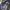 Dickies loose fit double knee photo 1