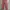 Stradivarius Pink Trouser / Celana Panjang Pink photo 1