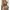 BEIGE HERPALAIS TANKTOP