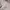 American Eagle Luxury Casual Pea coat Wanita brown photo 4