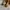 PALOLA JESSICA LIZARD LEATHER photo 2