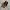 PALOLA JESSICA LIZARD LEATHER photo 1