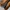 PALOLA JESSICA LIZARD LEATHER photo 4