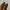 PALOLA JESSICA LIZARD LEATHER photo 3
