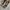 CONVERSE ALLSTAR FEAR OF GOD photo 2