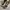 CONVERSE ALLSTAR FEAR OF GOD