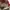 Vans Authentic Red Chili photo 5