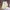 Gucci Luxury Short Pria white khaki photo 4