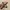 Croco patter belt brown photo 2