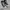 Converse CTAS Low Madisson photo 4