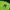 Kaos Jersey NY Broklyn Oversize Green Neon