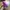 [Termurah] Sneakers - Asics Superblast Purple photo 4