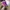 [Termurah] Sneakers - Asics Superblast Purple photo 2