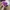 [Termurah] Sneakers - Asics Superblast Purple photo 3