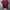 Santa Cruz Skateboards Streetwear T-shirt Pria burgundy photo 1