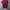 Santa Cruz Skateboards Streetwear T-shirt Pria burgundy photo 2