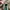 Chanel WOC Hijau Green Patent Leather Mix slingbag photo 5