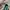 Chanel WOC Hijau Green Patent Leather Mix slingbag photo 4