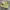 Converse One Star Suede Ox 'Amarillo/Rush Blue Original photo 1