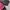 YONEX Jacket Sportwear Three Colors  Wanita photo 6