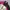 YONEX Jacket Sportwear Three Colors  Wanita photo 4