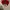 ARKANSAS RAZORBACKS VINTAGE HAT photo 5