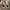 Sepatu Sneakers Unisex Converse All Star OX-Optic White bnib photo 4