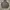 Dickies ECWS Jacket Black Parachute L/XL photo 1