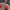 Ellesse Streetwear Sportswear Tracksuit Pria Tan Red