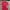 Adidas Jersey