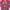 Dior Polo shirts Pria Tops pink photo 2