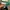 puma speedcat og dark green original photo 5