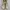 Rare Adidas Originals Bermuda Tan Brown Second Original photo 5